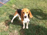 Akkuş Üreti̇m Çi̇ftli̇ği̇nden Beagle Yavrulari