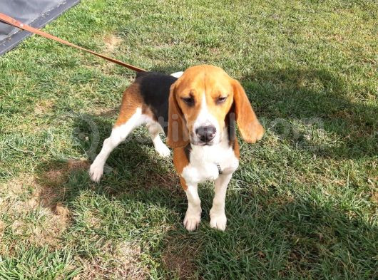 Akkuş Üreti̇m Çi̇ftli̇ği̇nden Beagle Yavrulari görsel
