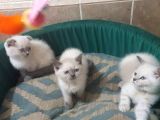 Akkuş Üreti̇m Çi̇ftli̇ği̇nden Bri̇ti̇hs Yavrulari