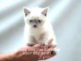AKKUŞ ÜRETİM ÇİFTLİĞİNDEN BRİTİHS YAVRULARI