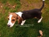 Akkuş Üreti̇m Çi̇ftli̇ği̇nden Beagle Yavrulari