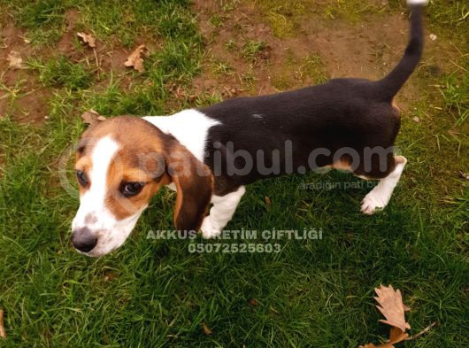 Akkuş Üreti̇m Çi̇ftli̇ği̇nden Beagle Yavrulari görsel