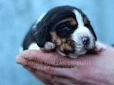 Akkuş Üreti̇m Çi̇ftli̇ği̇nden Beagle Yavrulari