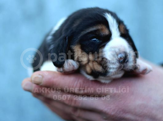 Akkuş Üreti̇m Çi̇ftli̇ği̇nden Beagle Yavrulari görsel