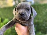 Cane Corso Blue