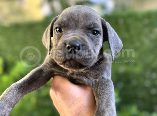 Cane Corso Blue görsel