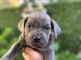 Cane Corso Blue