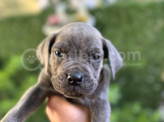 Cane Corso Blue görsel