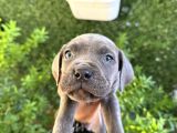 Cane Corso Blue