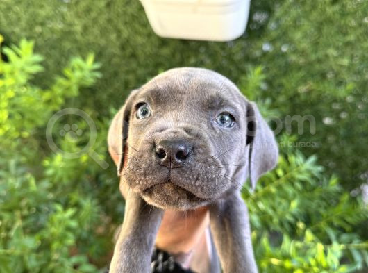 Cane Corso Blue görsel