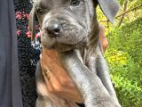 Cane Corso Blue