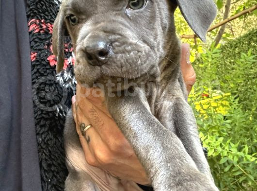 Cane Corso Blue görsel
