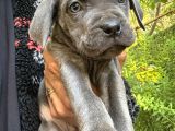 Cane Corso Blue