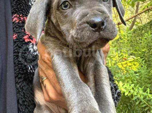 Cane Corso Blue