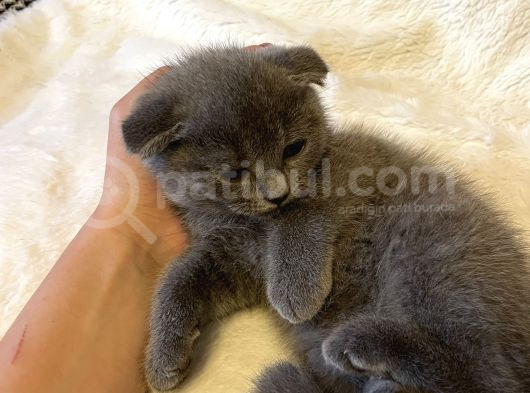 Tam Bir Aile Kedisi Yaveumuz görsel