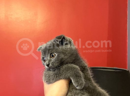 Tam Bir Aile Kedisi Yaveumuz görsel