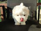 Kore Maltese Bebekler