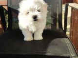 Kore maltese bebekler