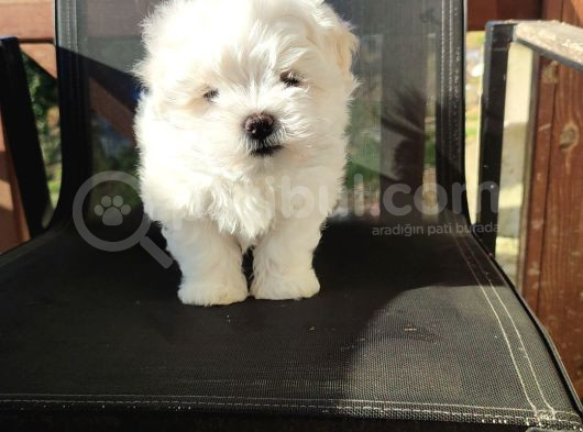 Kore Maltese Bebekler