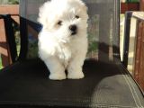 Kore Maltese Bebekler
