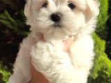 Kore Maltese Bebekler