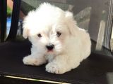 Kore Maltese Bebekler