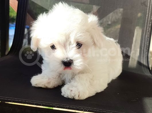 Kore Maltese Bebekler görsel