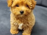 Tea cup maltipoo yavrular