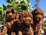 Mini Boy Kore Kan Poodle Bebekler