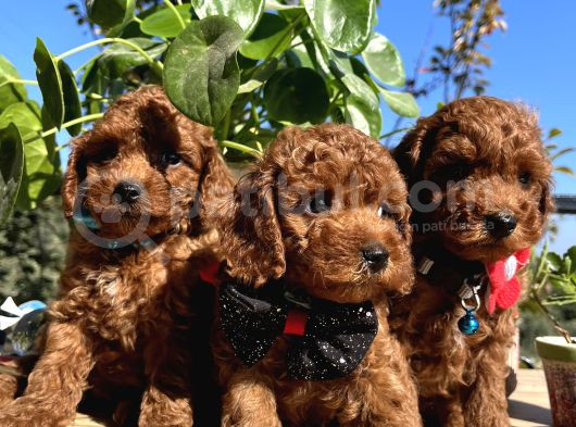 Mini Boy Kore Kan Poodle Bebekler görsel