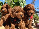Mini Boy Kore Kan Poodle Bebekler