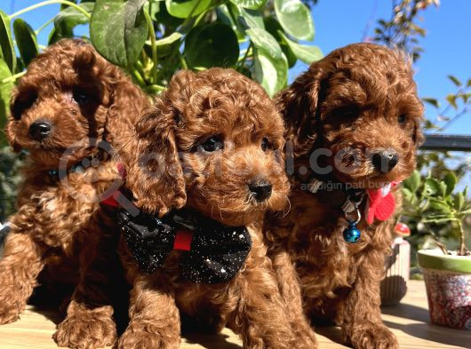 Mini Boy Kore Kan Poodle Bebekler görsel