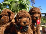 Mini Boy Kore Kan Poodle Bebekler
