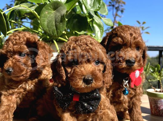 Mini Boy Kore Kan Poodle Bebekler görsel