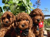Mini Boy Kore Kan Poodle Bebekler