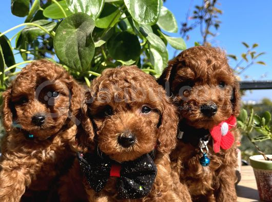 Mini Boy Kore Kan Poodle Bebekler görsel