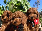 Mini Boy Kore Kan Poodle Bebekler