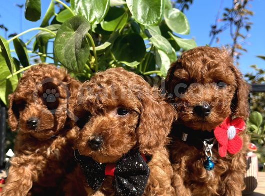 Mini Boy Kore Kan Poodle Bebekler görsel