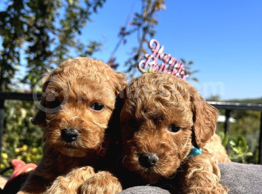 Apricot Toy Poodle Bebeklerimiz görsel