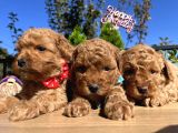 Apricot Toy Poodle Bebeklerimiz