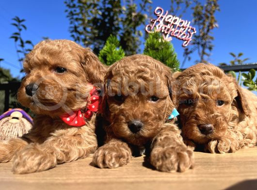 Apricot Toy Poodle Bebeklerimiz