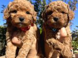 Apricot Toy Poodle Bebeklerimiz