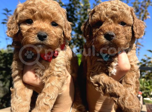 Apricot Toy Poodle Bebeklerimiz görsel
