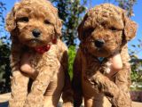 Apricot Toy Poodle Bebeklerimiz