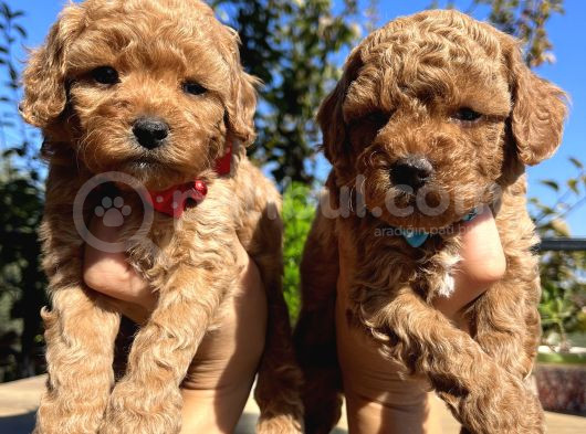 Apricot Toy Poodle Bebeklerimiz görsel