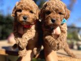 Apricot Toy Poodle Bebeklerimiz
