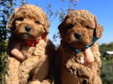Apricot Toy Poodle Bebeklerimiz