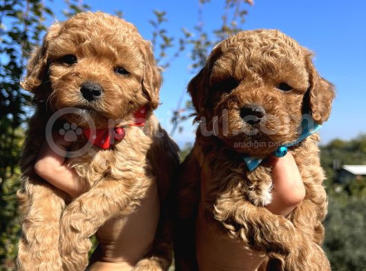 Apricot Toy Poodle Bebeklerimiz görsel
