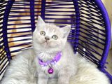 British Shorthair Lilac Rengi Yavrular