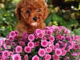 En Oyuncu Toy Poodle Yavruları